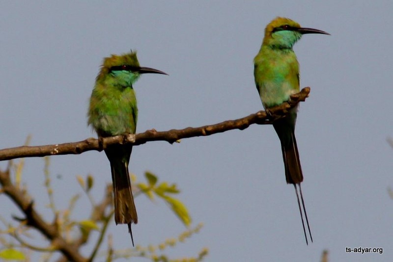 Birds